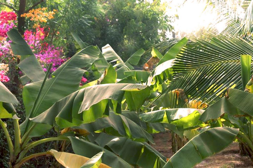 Lampsar Lodge Ndiongo Kültér fotó